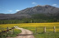 Yellow Flower Farm Road Fence Countryside Montana