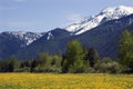 Yellow Flower Farm Snow Mountain Montana