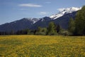 Yellow Flower Farm Snow Mountains Montana