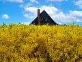 Forsythia. Yellow flower fence against the backdrop of the roof of the house and the blue sky. Royalty Free Stock Photo