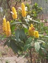 A yellow flower ,fencing of bamboo ,green leafs are seen in the photo of a village of Biswanath ,Assam ,India