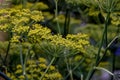 Yellow flower of a Fennel in summer - Foeniculum vulgare - Bavaria, Germany, Europe Royalty Free Stock Photo