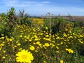 Yellow flower field Royalty Free Stock Photo