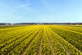 Yellow flower field blossoming in Netherlands