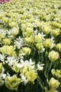 Yellow flower field at Easter Royalty Free Stock Photo