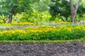 Yellow flower Field / Meadow with calendula flowerbed decoralate Royalty Free Stock Photo