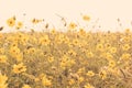 Yellow flower field meadow Royalty Free Stock Photo
