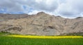 Yellow flower field with mountains background Royalty Free Stock Photo