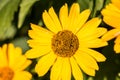 Yellow flower on the field