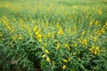 Yellow flower fields