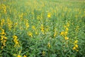 Yellow flower fields