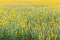 Yellow flower fields