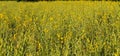 Yellow flower fields