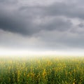Yellow Flower fields and rainclouds