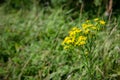 Yellow flower from fields and rural meadows