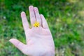 Yellow flower between fingers of the hand. Hygiene and hand care. Heromantiya. Guessing on the arm.