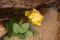 A yellow flower floating in the beach water between the dark rocks. Cloudy day Royalty Free Stock Photo