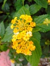 yellow flower flor amarela jaune fleur