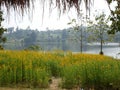 Yellow flower flora tree view with moutain and river in thailand scenic Royalty Free Stock Photo