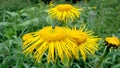 Yellow flower, Flower elecampane, Royalty Free Stock Photo
