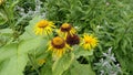 Yellow flower, Flower elecampane, Royalty Free Stock Photo