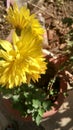 Yellow flower with sunsine