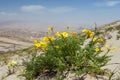 Yellow flower flowering on Cerro Blanco sand dune