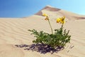 Yellow flower flowering on Cerro Blanco sand dune
