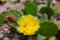 Yellow flower of a flowering green cactus Royalty Free Stock Photo