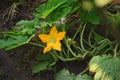 Yellow flower of flowering zucchini in agricultural field. Green vegetable marrow growing on bush. Agriculture.