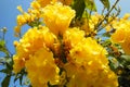 Yellow Flower flowers closeup on frutex with beautifuly blue sky and green leaf Royalty Free Stock Photo