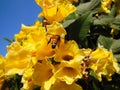 Yellow Flower flowers closeup on frutex with beautifuly blue sky and green leaf Royalty Free Stock Photo