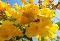 Yellow Flower flowers closeup on frutex with beautifuly blue sky and green leaf Royalty Free Stock Photo