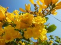 Yellow Flower flowers closeup on frutex with beautifuly blue sky and green leaf Royalty Free Stock Photo