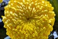 Yellow flower. Yellow Flowers. Flora, nature.Yellow chrysanthemum flowers on dark background. Big yellow vibrant magic chrysanths