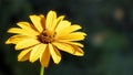 Yellow flower. Flowers in the garden.Heliopsis. Sunflower family. Wild yellow chamomile flower. It is called a false sunflower