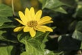 Yellow flower. Flowers and gardens.