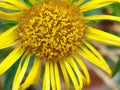 yellow flower with a fluffy center photographed close-up