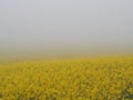 Yellow flower with foggy early in the morning