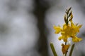 Yellow flower Royalty Free Stock Photo