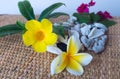 Yellow flower and frangipani Royalty Free Stock Photo