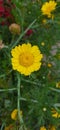 Yellow flower with freen leafs Royalty Free Stock Photo