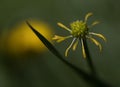 Yellow flower of freshly blossomed field