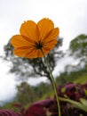 The yellow flower with the frog eyes angel