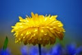 Yellow Flower in front of a beautiful Blue Sky