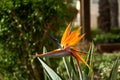 Yellow flower in front of the green tree on the background Royalty Free Stock Photo