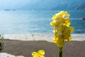 Yellow flower in front of lake with boat sailing and water reflections in ascona lago maggiore Royalty Free Stock Photo