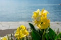 Yellow flower in front of lake with boat sailing and water reflections in ascona lago maggiore Royalty Free Stock Photo