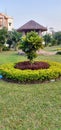 Yellow flower garden with big tree and house Royalty Free Stock Photo