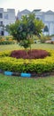 Yellow flower garden with big tree Royalty Free Stock Photo